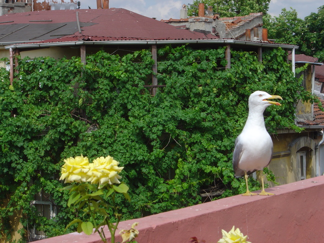 Herring Gull
